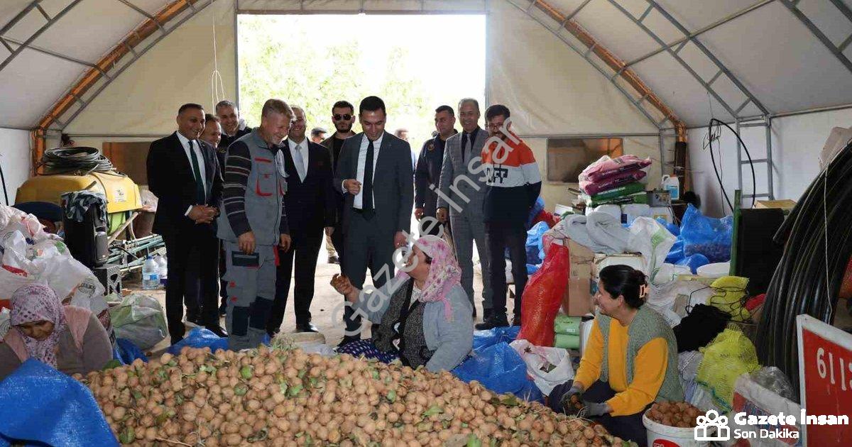 "Dinar’da ceviz mesaisi başladı: Çiftçi rekolteden memnun" başlıklı haber için fotorealistik, profes