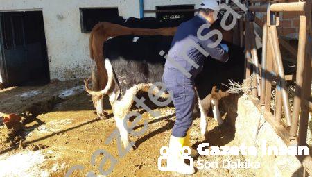 Aydın’da Şap Salgınına Karşı Seferberlik: Ekipler Ahırları Dolaşıyor