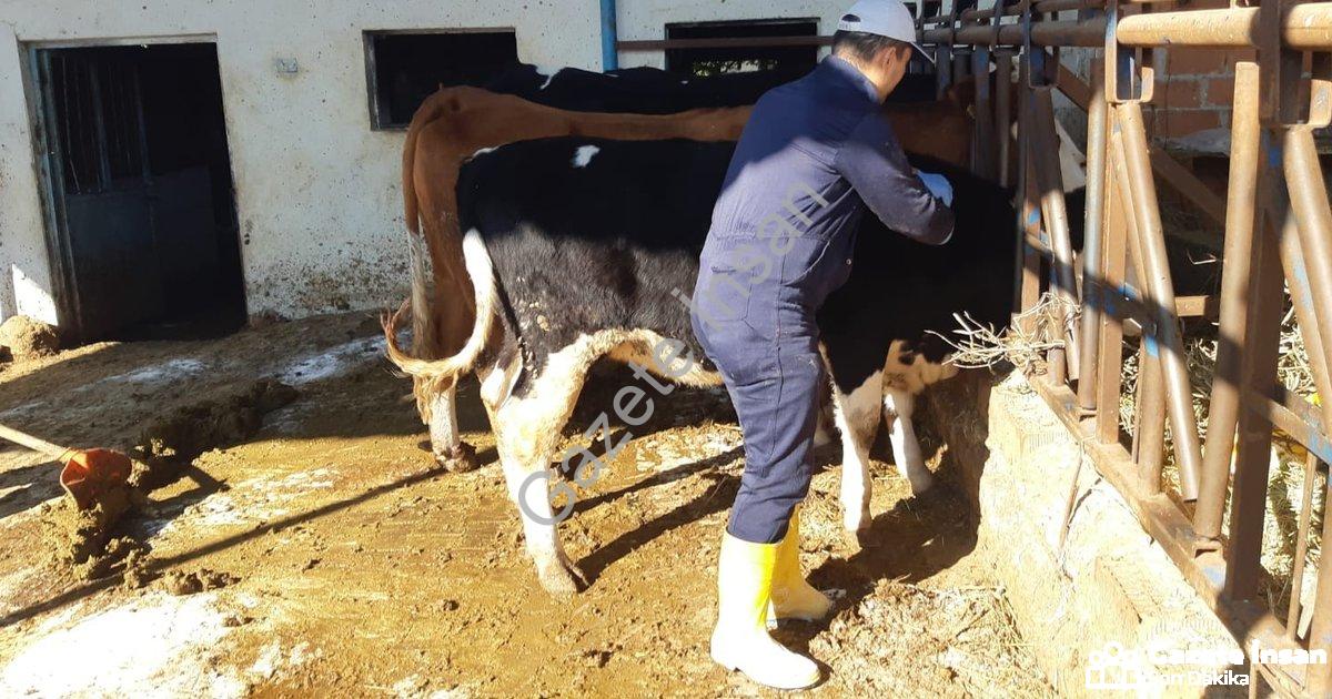"Aydın'da Şap Salgınına Karşı Seferberlik: Ekipler Ahırları Dolaşıyor" başlıklı haber için fotoreali