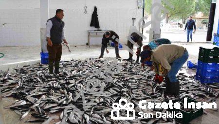 Muğla’dan Balık İhracatında 618 Milyon Dolarlık Başarı