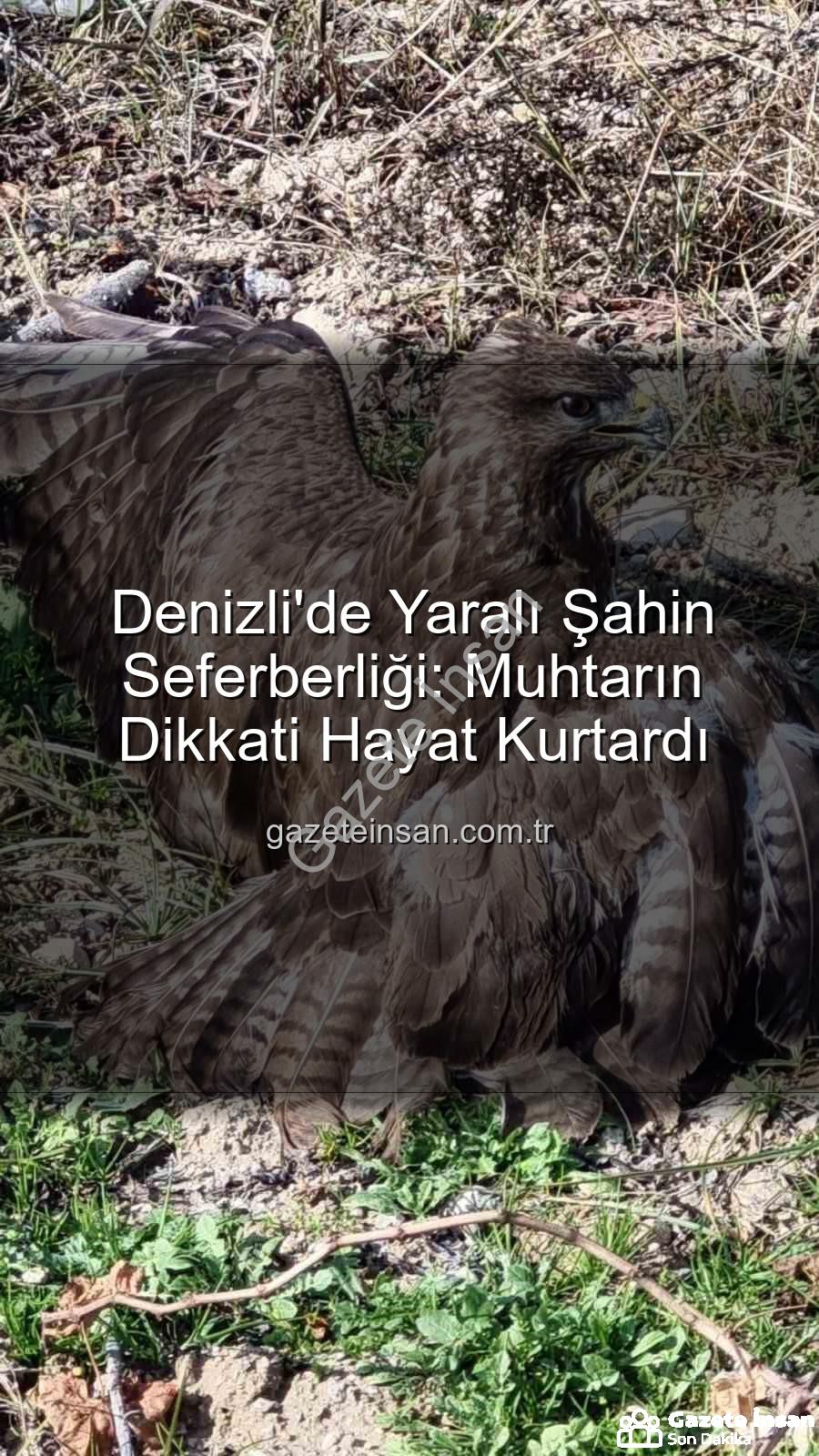 Denizli'de yaralı şahin - Denizli'de Yaralı Şahin Seferberliği: Muhtarın Dikkati Hayat Kurtardı