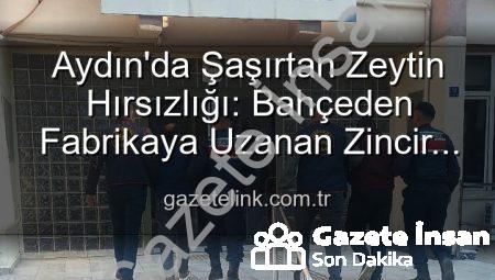 Aydın’da Zeytin Hırsızlığı Şoku: Bahçeden Çalınan Tonlarca Zeytin Fabrikada Bulundu!