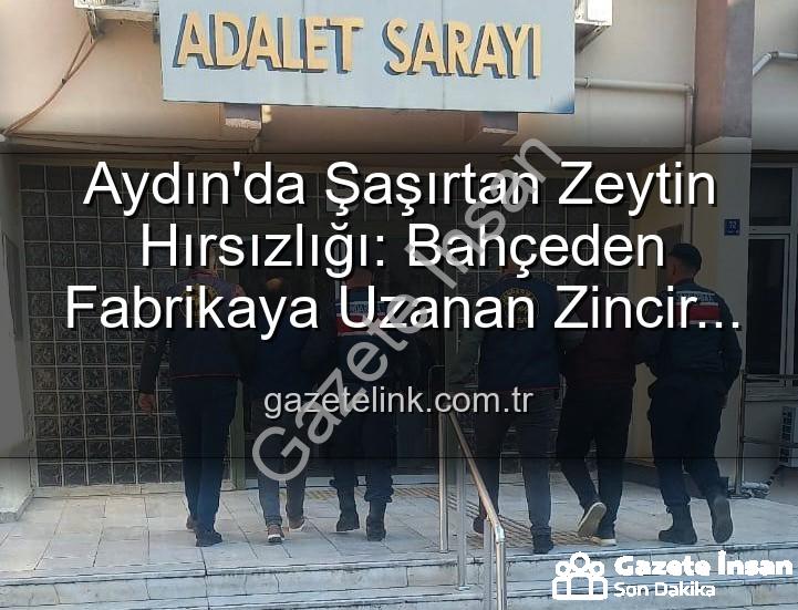 zeytin hırsızlığı - Aydın'da Zeytin Hırsızlığı Şoku: Bahçeden Çalınan Tonlarca Zeytin Fabrikada Bulundu!