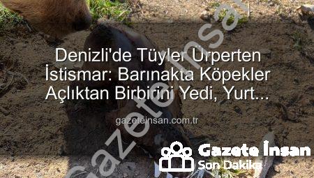 Denizli’de Tüyler Ürperten İstismar: Barınakta Köpekler Açlıktan Birbirini Yedi, Yurt Dışından Toplanan Bağışlar Kayıp!