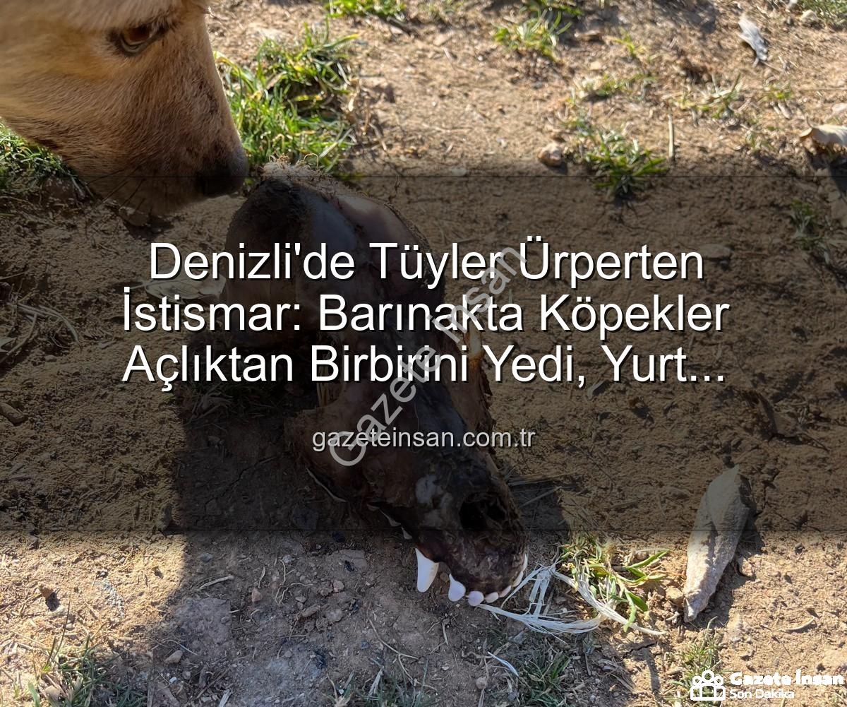 hayvan istismarı - Denizli'de Tüyler Ürperten İstismar: Barınakta Köpekler Açlıktan Birbirini Yedi, Yurt Dışından Toplanan Bağışlar Kayıp!
