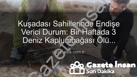 Kuşadası Sahilleri Kararttı: Bir Haftada Üç Deniz Kaplumbağası Ölü Bulundu! Hedef Dışı Av Paniği