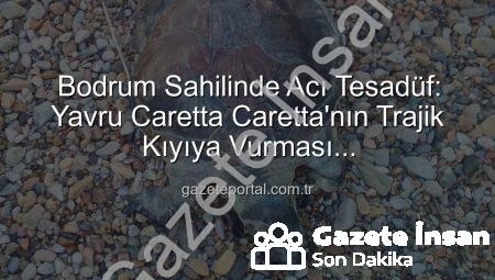 Bodrum Sahillerini Üzen Görüntü: Yavru Caretta Caretta Hayatını Kaybetti