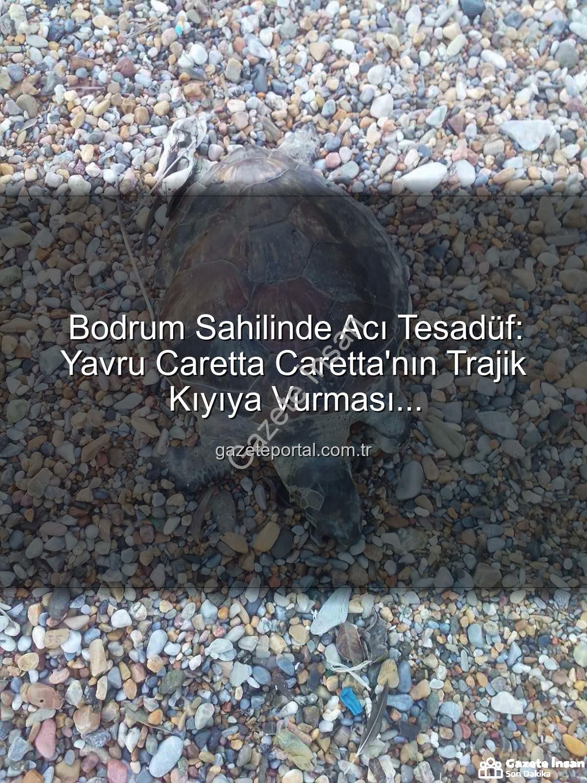 yavru caretta caretta - Bodrum Sahillerini Üzen Görüntü: Yavru Caretta Caretta Hayatını Kaybetti