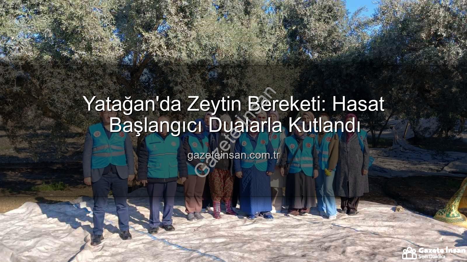 Yatağan zeytin hasadı - Yatağan'da Zeytin Bereketi: Hasat Başlangıcı Dualarla Kutlandı