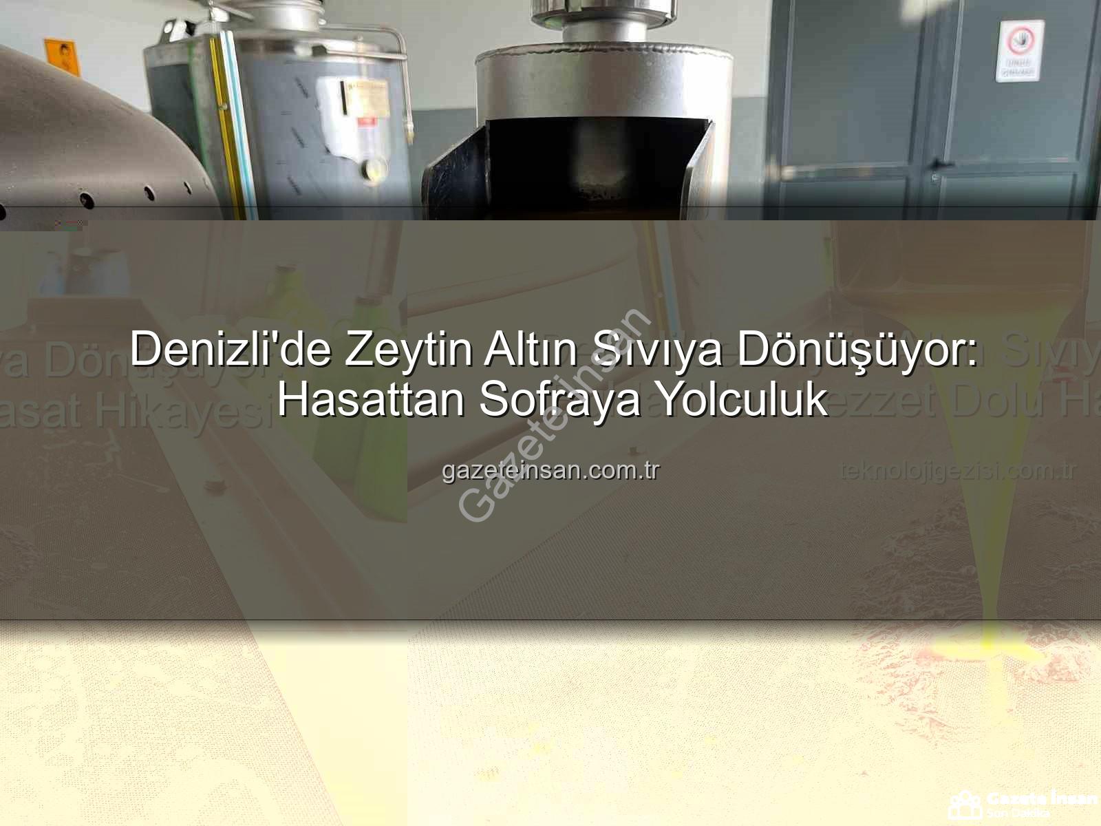 zeytin yağı üretimi - Denizli'de Zeytin Altın Sıvıya Dönüşüyor: Hasattan Sofraya Yolculuk