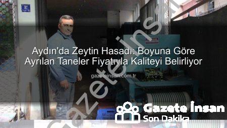 Aydın’da Zeytin Hasadı: Boyuna Göre Ayrılan Taneler Fiyatıyla Kaliteyi Belirliyor