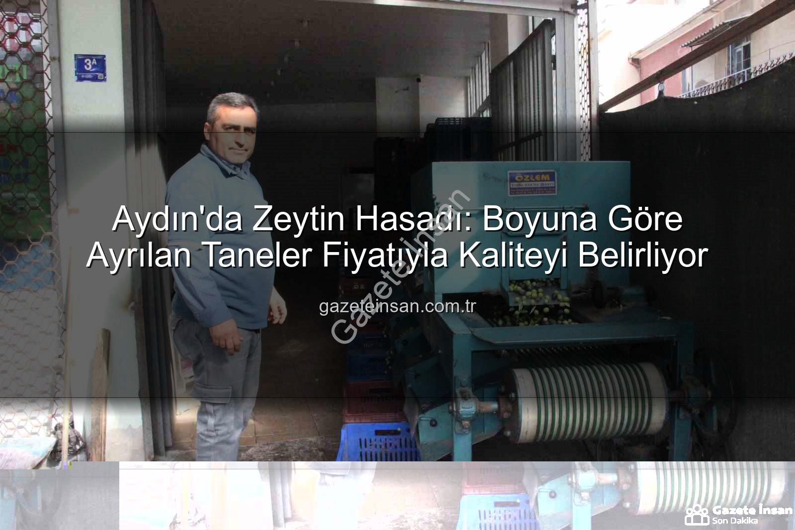 Aydın zeytin hasadı - Aydın'da Zeytin Hasadı: Boyuna Göre Ayrılan Taneler Fiyatıyla Kaliteyi Belirliyor
