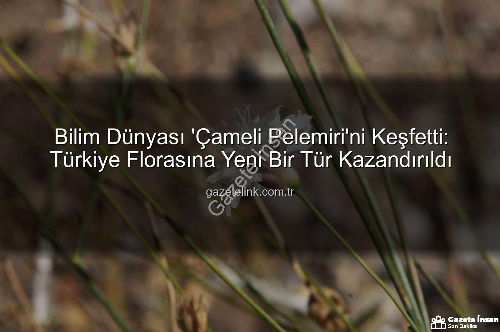 Çameli pelemiri - Bilim Dünyası Sevinçle Karşıladı: Çameli'nin Gizemli Bitkisi 'Çameli Pelemiri' Botanik Literatürüne Girdi