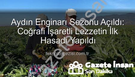 Aydın’da Coğrafi İşaretli Enginarın İlk Hasadı Yapıldı: Bereketli Sezon Başlangıcı