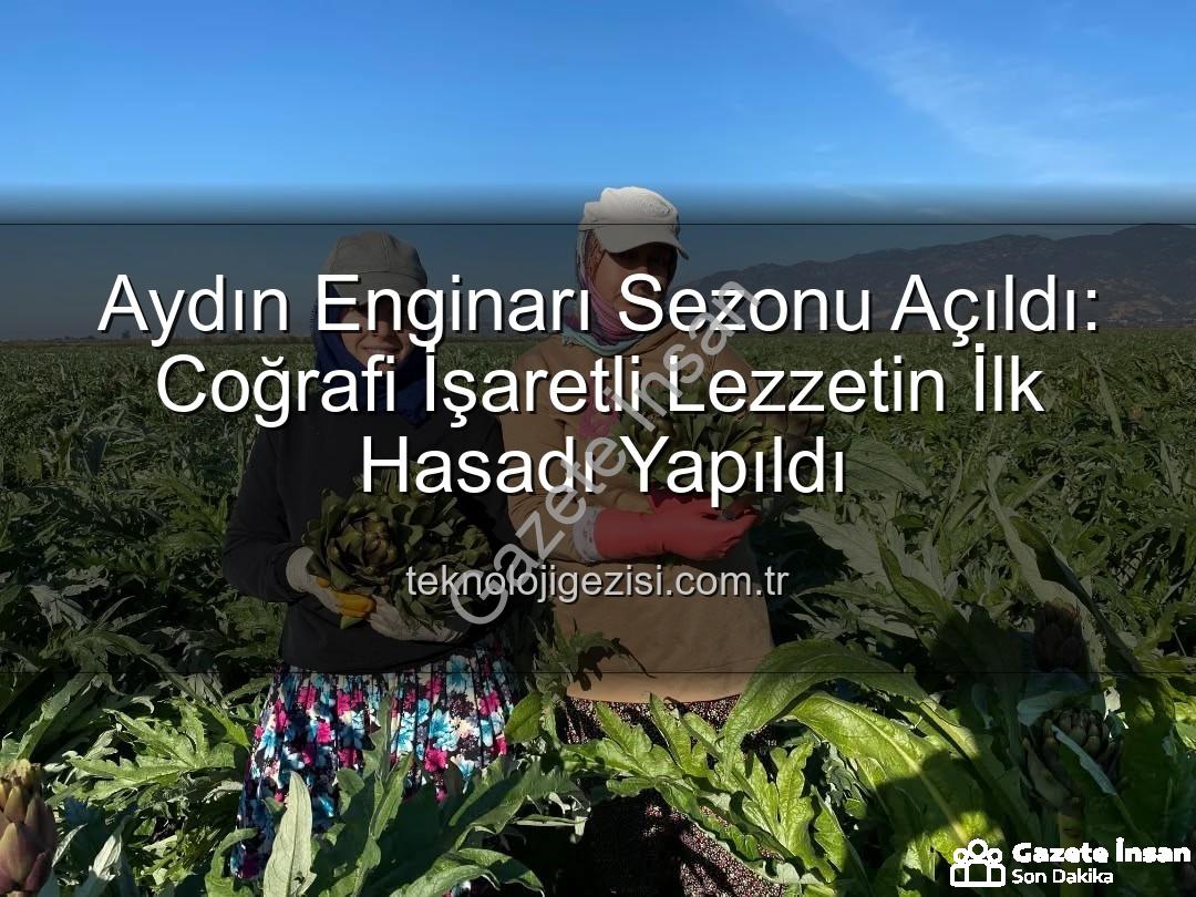 Aydın Enginarı - Aydın'da Coğrafi İşaretli Enginarın İlk Hasadı Yapıldı: Bereketli Sezon Başlangıcı