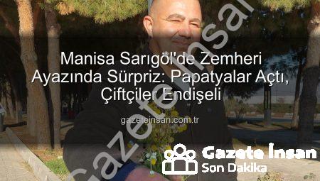 Manisa Sarıgöl’de Zemheri Ayazında Sürpriz: Papatyalar Açtı, Çiftçiler Endişeli