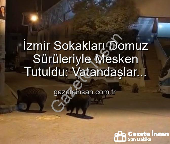 izmir domuz sürüleri - İzmir Sokakları Domuz Sürüleriyle Mesken Tutuldu: Vatandaşlar Tedirgin, Yetkililere Çağrı Var!
